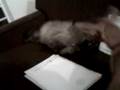 videos de Gusmão e Nicinha brincando