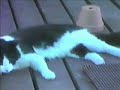 Victor the Cat Victor the Cat