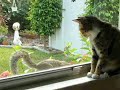 squirrels-everywhere-78-week-old-squirrel-antics.html
