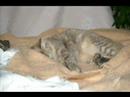 Lost Wisdom - Burzum (with cute kittens ^^)