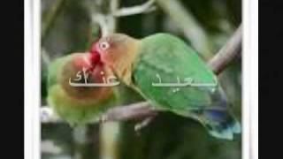 -             Ba3eed 3nak-shayma Al Shayep2.flv