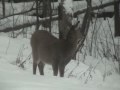 A Visit from the Whitetail Doe
