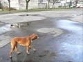 My dog Kapi