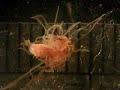 Live Marine Tube Annelid from Baja California