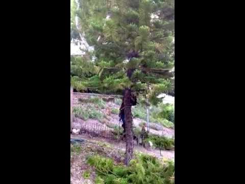 how to transplant a norfolk island pine
