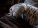 Ineffective Parenting