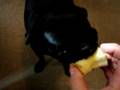Kira the Pug and Bronte the Schipperke Eating Apples