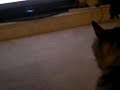 My cat watching TV