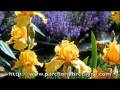 Le jardin des 1001 nuits