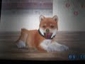 Nintendogs Shiba Inu