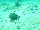 Ocean Surgeon fish   /  ????