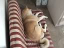 Yuuki - huntress sleepy Yuuki - huntress sleepy