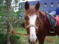 vid�o de mon cheval lemmy!