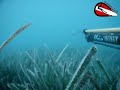 sea bass - levrek spearfishing
