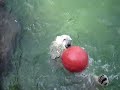 Polar Bear Playing With Ball 1 Polar Bear Playing With Ball 1