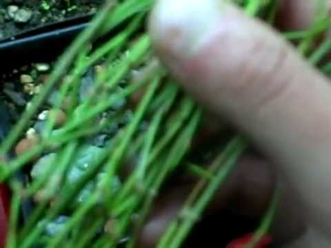 how to isolate ephedrine