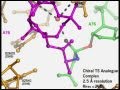 Ribosome Translation