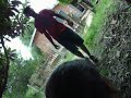 engrasado