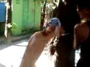 apAt nA pOginG unGgOy