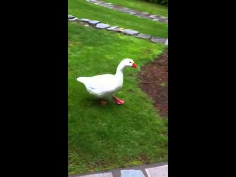 See video