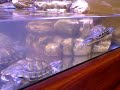 Olympus 1030SW Camera in action under water - Part 2