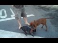 Puppy Pug Challenges next heavy weight Pup Contender