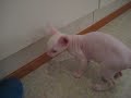 Alpo is very hungry :)