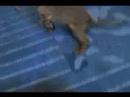 Casey the Wonder-Puppy Episode 1