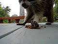 raccoon extreme c/u