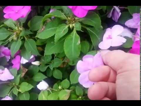 how to collect impatiens seeds