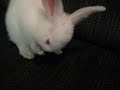 2jam2 - Bunny Video 2