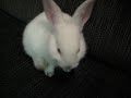 2jam2 - Bunny Video 2