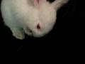 videos de 2jam2 - Bunny Video 2