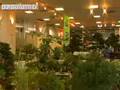 videos de Lindsay Farr's World of Bonsai - episode 8