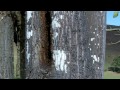Bees in Brazil - an Accidental Trip