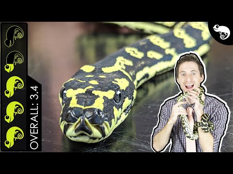 YouTube reptile video