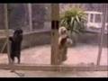 smieszne-filmy-MAX