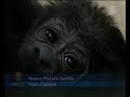 Trattamento da Star per Nuovo Piccolo Gorilla a Tokyo