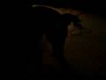 videos de Ali aka Thumper.3GP