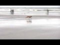 Vera the Vizsla Chasing Seagulls