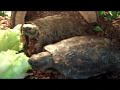 PANCAKE TORTOISES