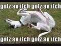 loldogs loldogs