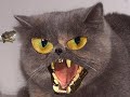 Cat Diablo Cat Diablo