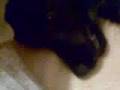 Bimba loca