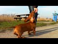 2011-02-22 - Jip, wandeling langs het meer (MPEG4)
