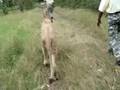 Walking with Lions, Mauritius