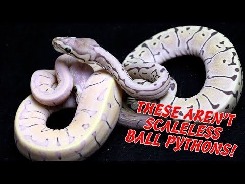 YouTube reptile video