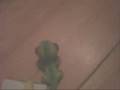 LPS Iguana Life