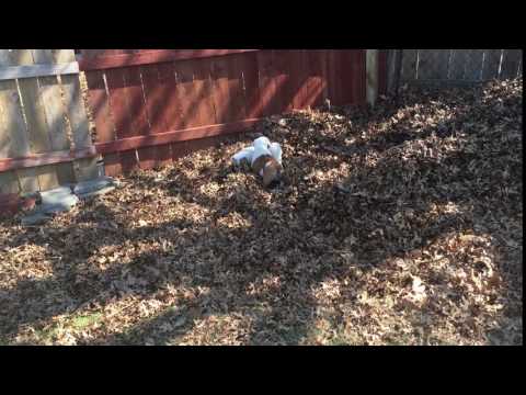 Puppies playing in the leaves with catdog