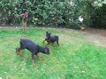 CHIOTS DOBERMANNS